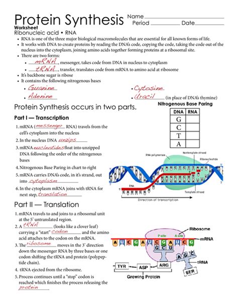 Https://tommynaija.com/worksheet/protein Synthesis Worksheet Biology