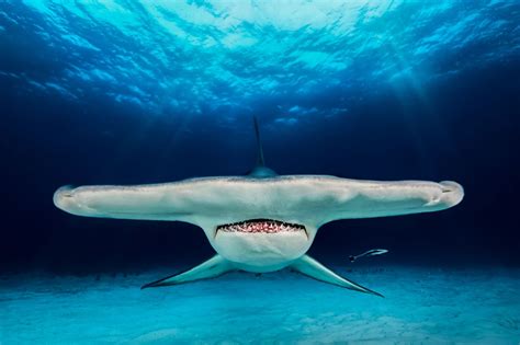 Perfect Head On Shot Of A Hammerhead Shark Image Jacob Degee