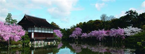 Arashiyama Tenryuji Temple Ninnaji Temple Kyoto Cherry Blossom Tour