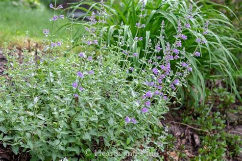 Easy To Grow Perennials For Clay Soil Best Perennials Shade Perennials