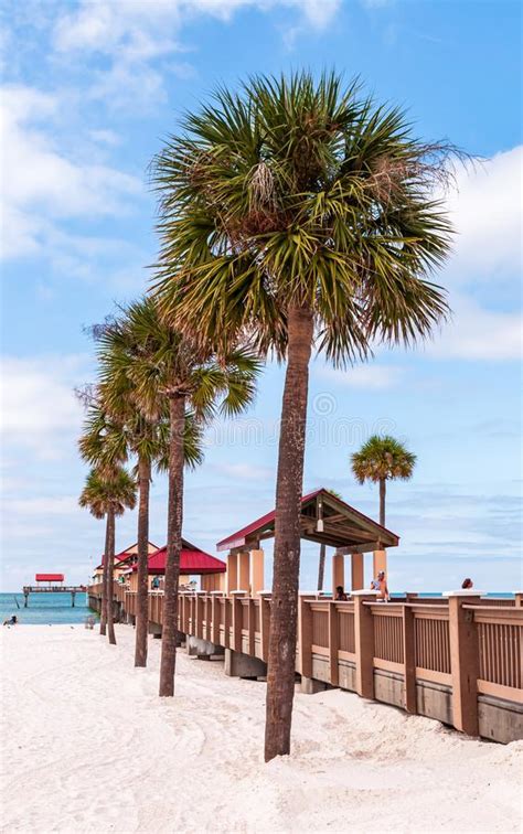 Clearwater Beach Florida Usa 11619 Palm Trees On The Beach