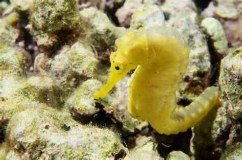 Adorable Much Loved Seahorses Are Vicious Slurping Killers The Register