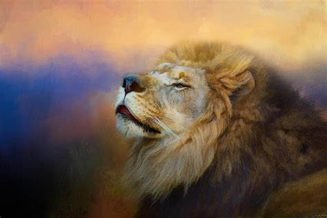Do Lions Go To Heaven Photograph By Jai Johnson Fine Art America