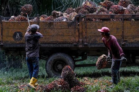 Malaysian Palm Oil Output To Drop For Third Year On Labor Crunch