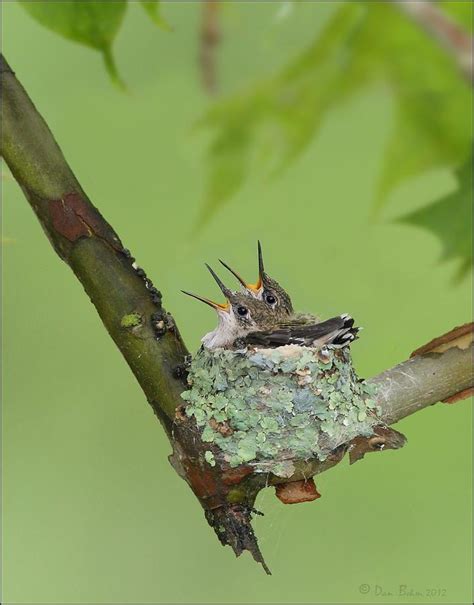 The recipient told me it wasn't just a baby blanket and onsie, it was a magical baby blanket and onsie. Baby Hummingbirds Photograph by Daniel Behm