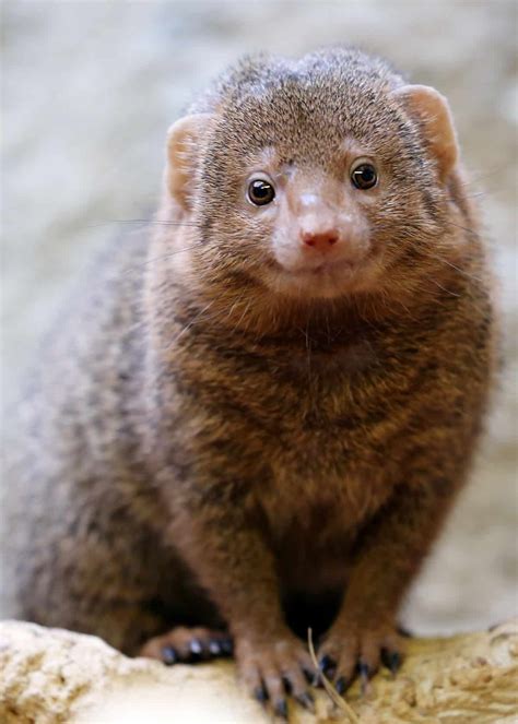 Mongoose Animal Price In India Champion Of Animal Wallpapers