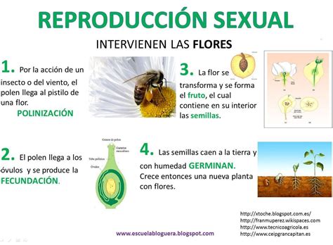 organizador gráfico como el de la imagen con el tema la reproducción sexual en las plantas