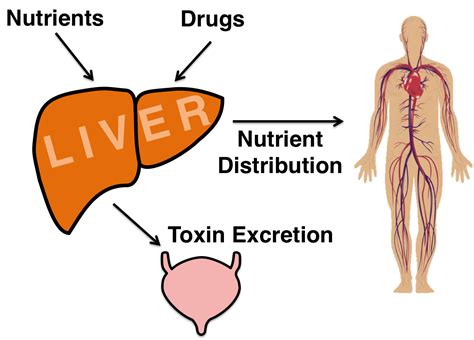The liver is tied to all bodily processes because it is responsible for. About Us | Anakk Laboratory