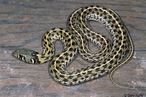 Thamnophis Marcianus Marcys Checkered Garter Snake Discover Life