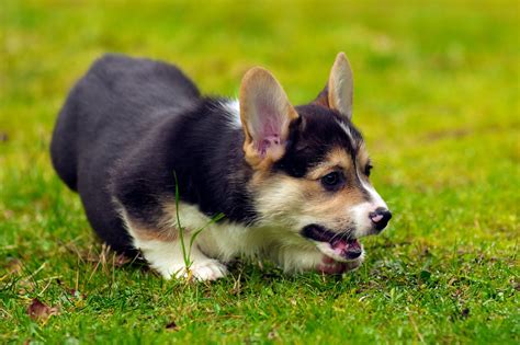 Call today to learn more about getting your very own corgi! Dog Jewelry for Dog Lovers www.TinyBling.com | Corgi ...