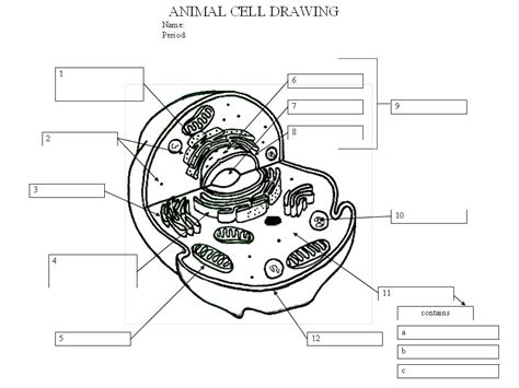 Download drawing animals and use any clip art,coloring,png graphics in your website, document or presentation. Animal Cell Sketch at PaintingValley.com | Explore ...