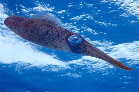 Squid Animal Facts For Kids Characteristics And Pictures