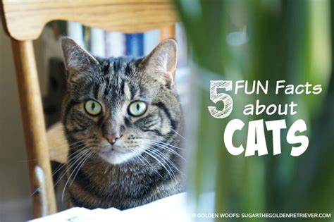 Happy International Cat Day 5 Fun Facts About Cats Golden Woofs