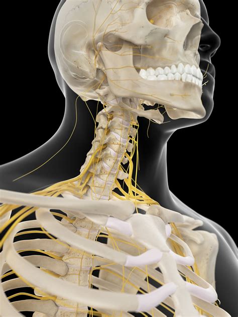 Focus On The Cervical Fascia Vm Study Group