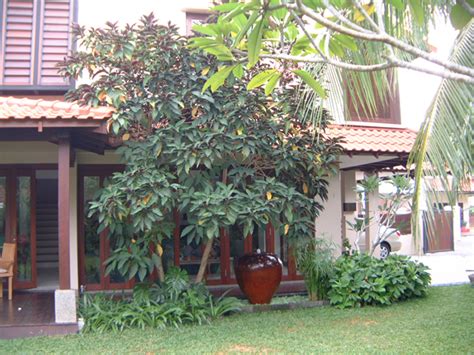 East Coast Terrace Esmond Landscape And Horticultural Pte Ltd Singapore