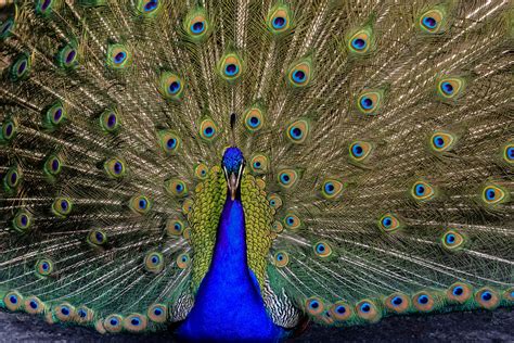 Peacock Jack Hu Flickr
