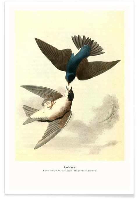 Audubon White Bellied Swallow From The Birds Of America Poster