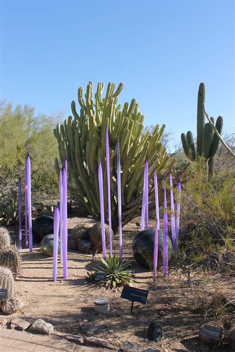Desert Botanical Gardens Phoenix Az Cactus With Purple Chihuly Glass
