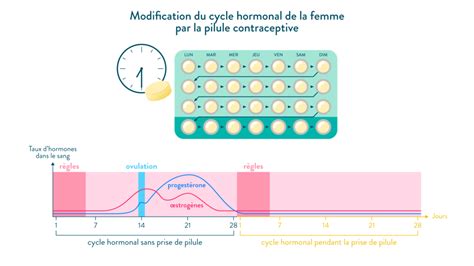 Leffet De La Pilule Contraceptive Sur Lorganisme La Famille Hibou