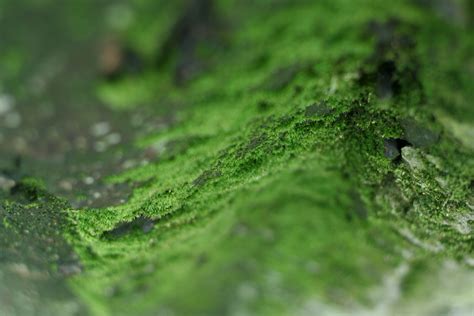 1920x1080 Wallpaper Green Moss Peakpx