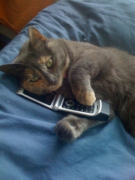 The phone is a powerful tool for your business, relationships and communication. Holistic vets you can consult with by phone | Natural Cat ...