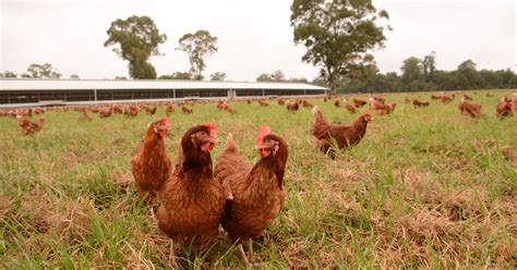 Manning Valley Free Range Eggs To Double Chicken And Shed Numbers In