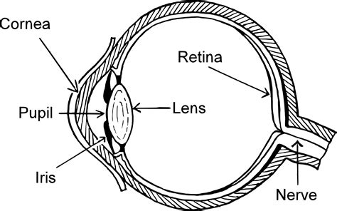 Clipart Eye Diagram