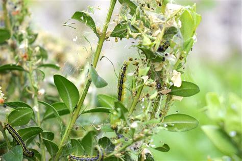 10 Common Garden Pests And How To Treat Them