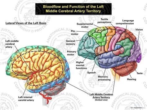 Cerebral Arteries Map