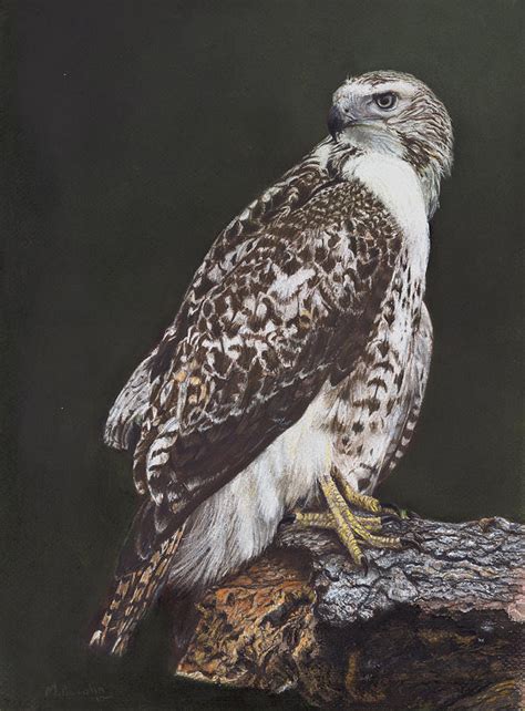 Juvenile Red Tailed Hawk Pastel By Marlene Piccolin