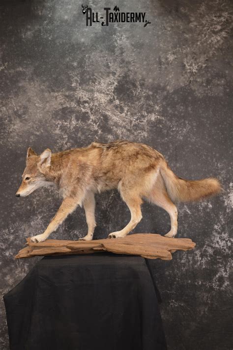 Coyote Mounts All Taxidermy