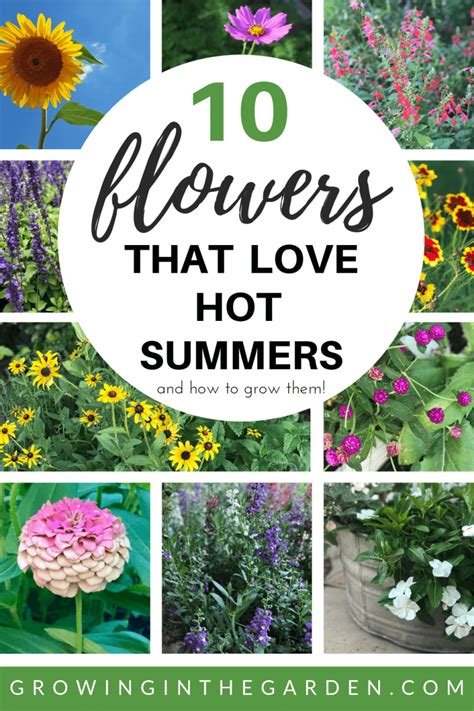 10 Flowers That Love The Heat Of Summer And How To Grow Them Flowers