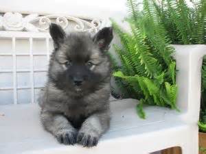 Read more about this dog breed on our keeshond breed information page. Keeshond puppies for sale