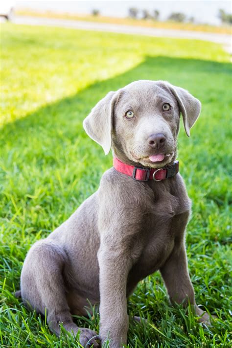 We have bred labs for over 20 + years and have earned a reputation second to none. Male Silver Lab Puppy TANK- Placed - Puppy Steps Training