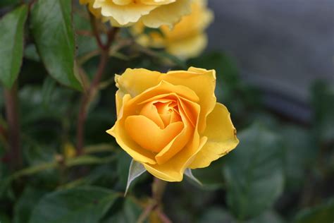 There are over three hundred species and tens of thousands of cultivars. Free picture: yellow, rose, flower