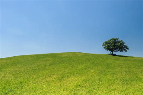 Green Tree In The Middle Of Green Grass Field Hd Wallpaper Wallpaper Flare