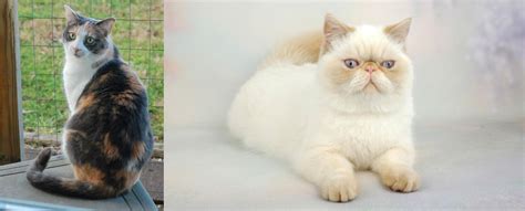 Exotic Shorthair Vs Dilute Calico Breed Comparison