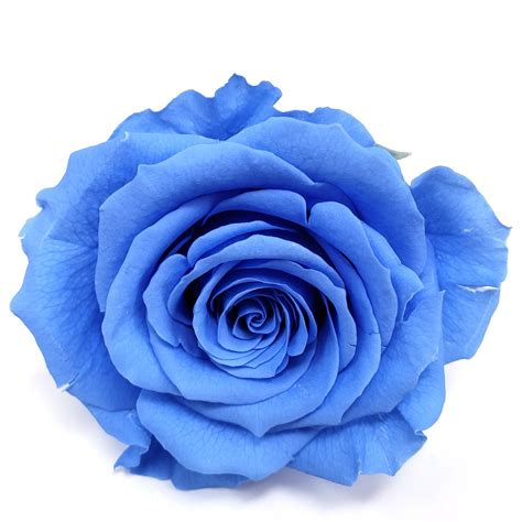 Große Konservierte Rosen Soda Blau 6er Pack Für Immer Rosen Etsy