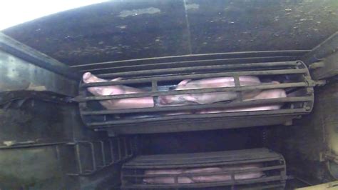 Animal Liberation Victoria Claims Pigs Suffer Horrific Deaths When