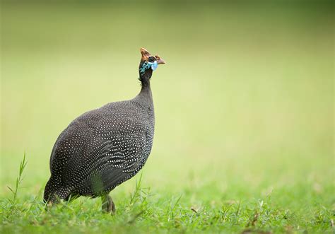 Why African Farmers Are Waking Up To The Huge Potential Of Guinea Fowl