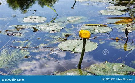 Yellow Water Lily Yellow Flower Of Water Lily Or Nymphaea Aquatic
