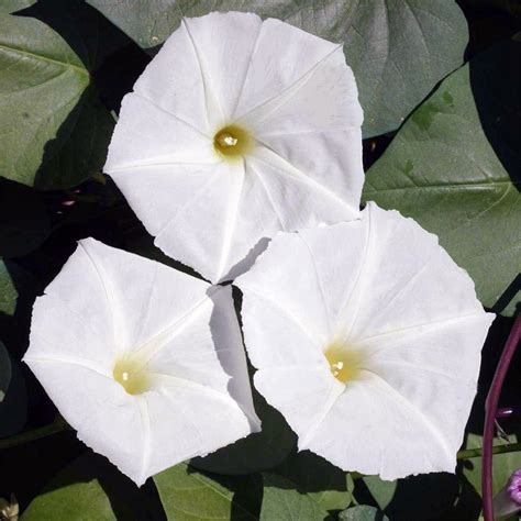 Moonflower Seeds Ipomoea Alba American Meadows