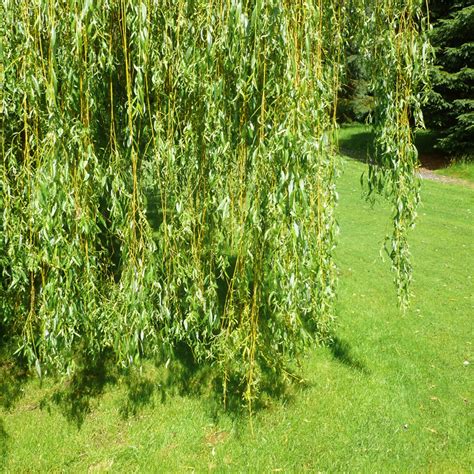 Golden Weeping Willow Tree Salix X Sepulcralis Chrysocoma