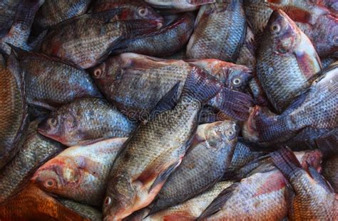 Pile Of Large Tilapia Fish In Indian Fish Store For Sale Hd Stock Photo