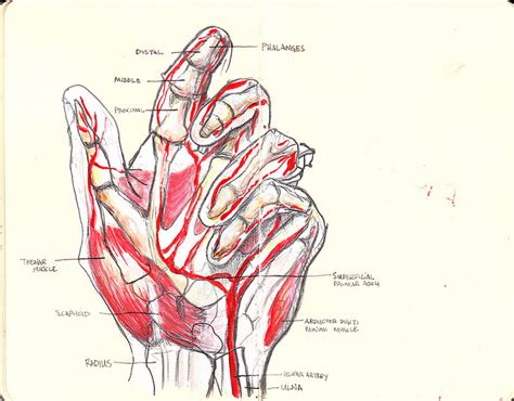 Picture Of Anatomy Of A Left Hand
