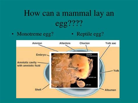 Ppt The 3 Subclasses Of Mammals Differ Strikingly In Their Modes Of Reproduction Powerpoint