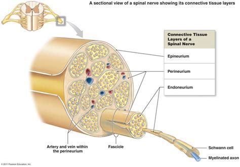 Peripheral Nerve Nerve Structure Spinal Nerve
