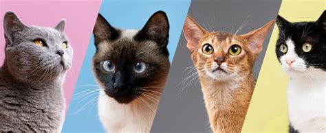 Породы кошек с фотографиями и названиями Хвост Ньюс