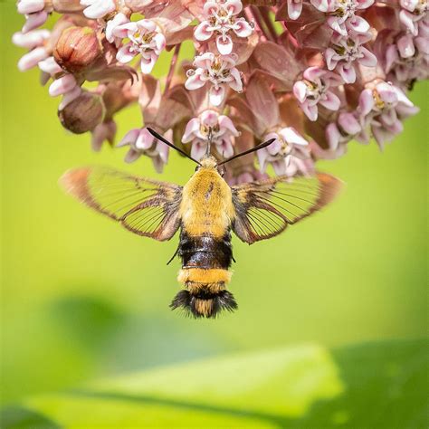 Hummingbird Clearwing Moth Hummingbird Clearwing Moth 0619 Flickr