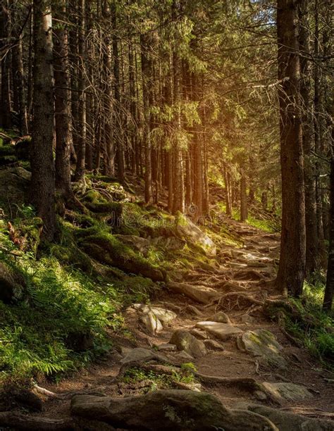 Mountain Trail In The Forest Roots Of Trees Stock Image Image Of